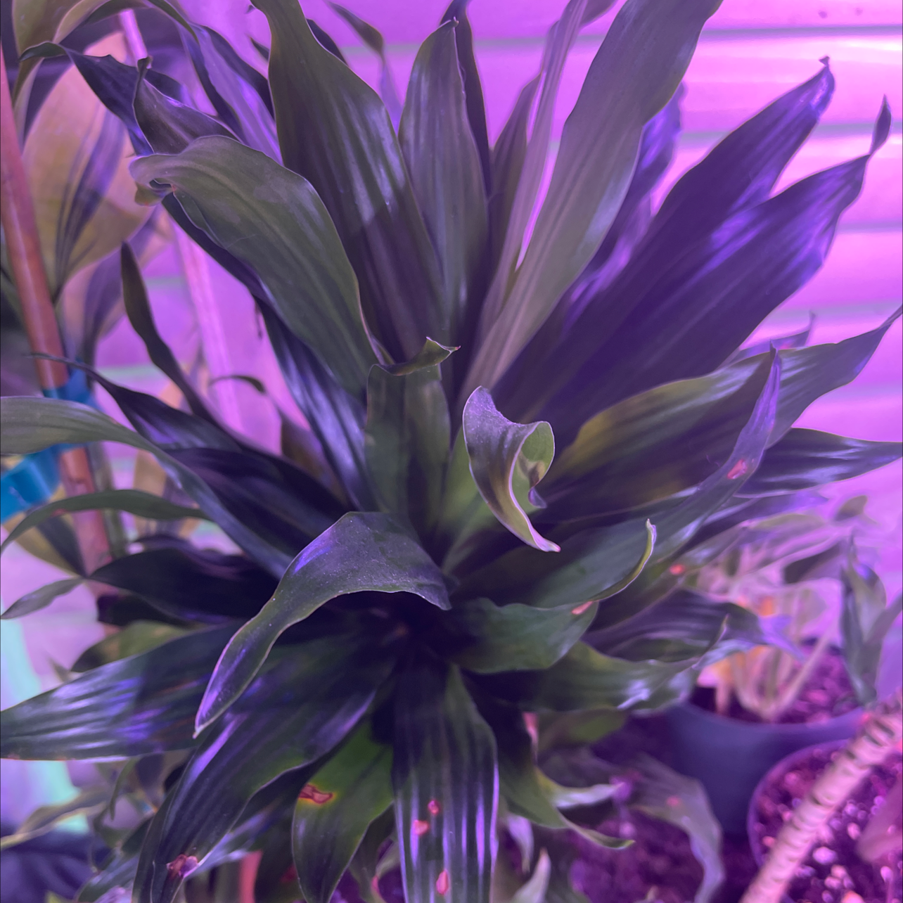 Photo of the plant species Dracaena 'Janet Craig Compacta' by @JuJuBeans named Plantasia on Greg, the plant care app