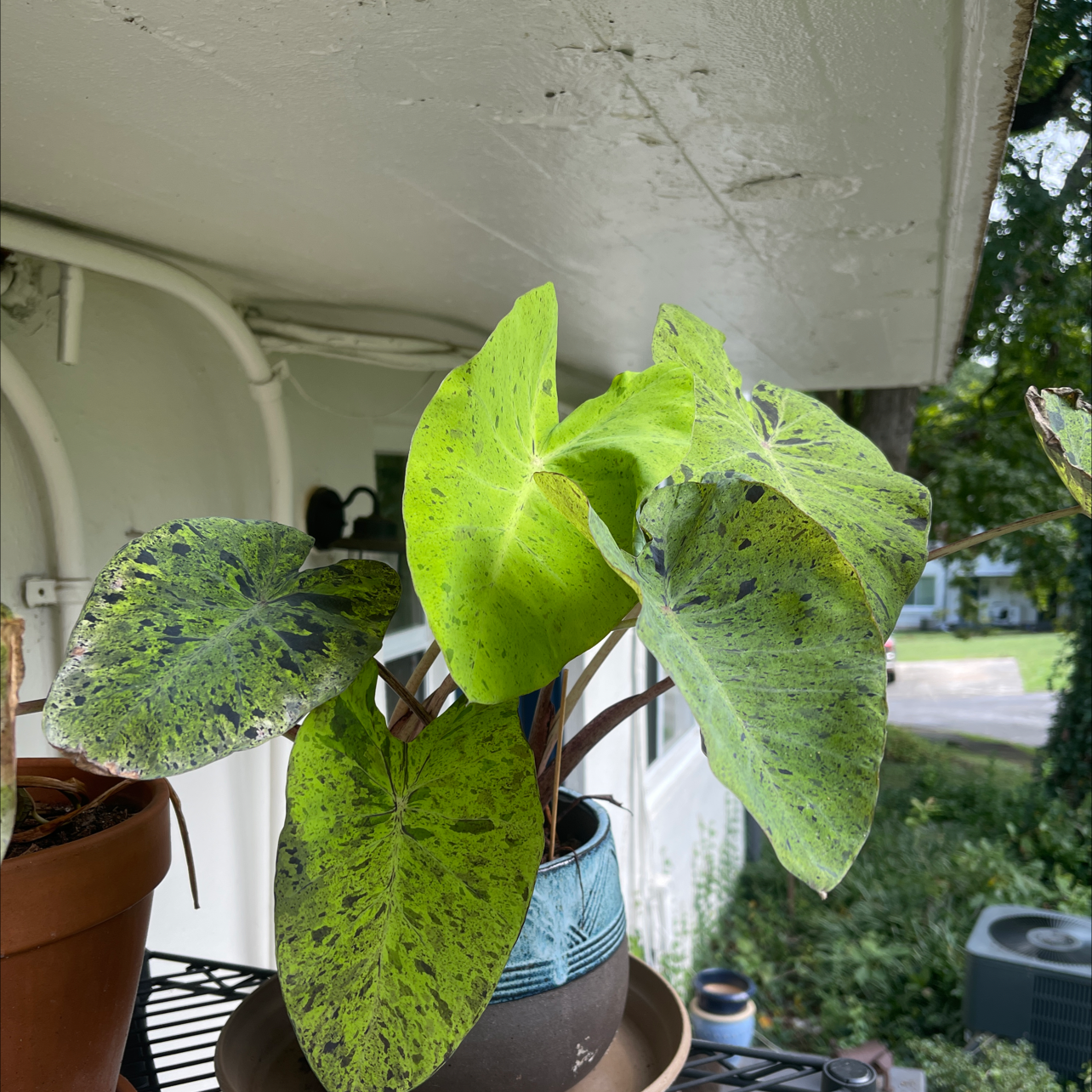 Taro 'Mojito' plant with variegated leaves showing yellowing and black spots, potted on an outdoor shelf.