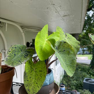Taro 'Mojito' plant in Decatur, Georgia