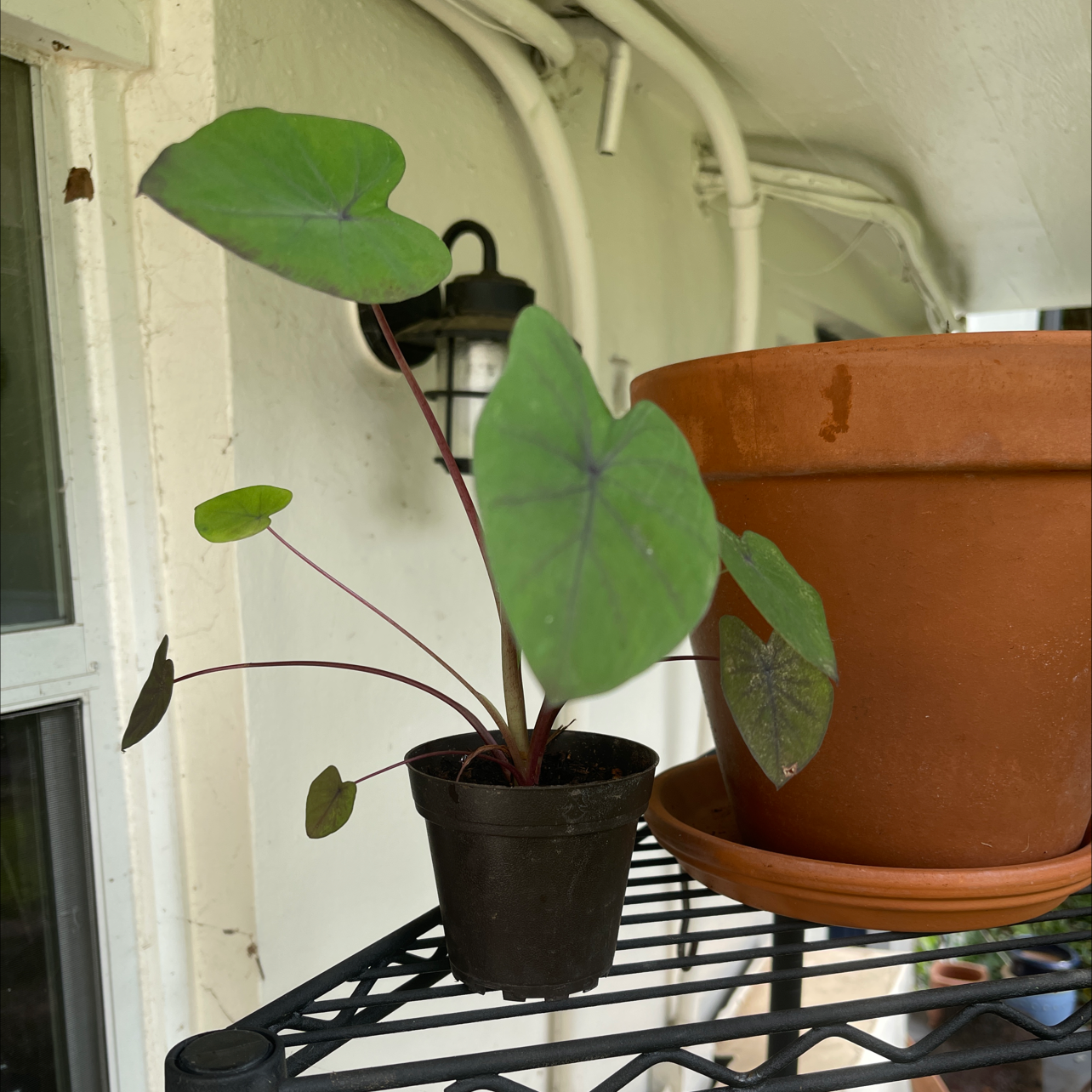 Elephant Ear plant photo by @JuJuBeans named Daphne on Greg, the plant care app.