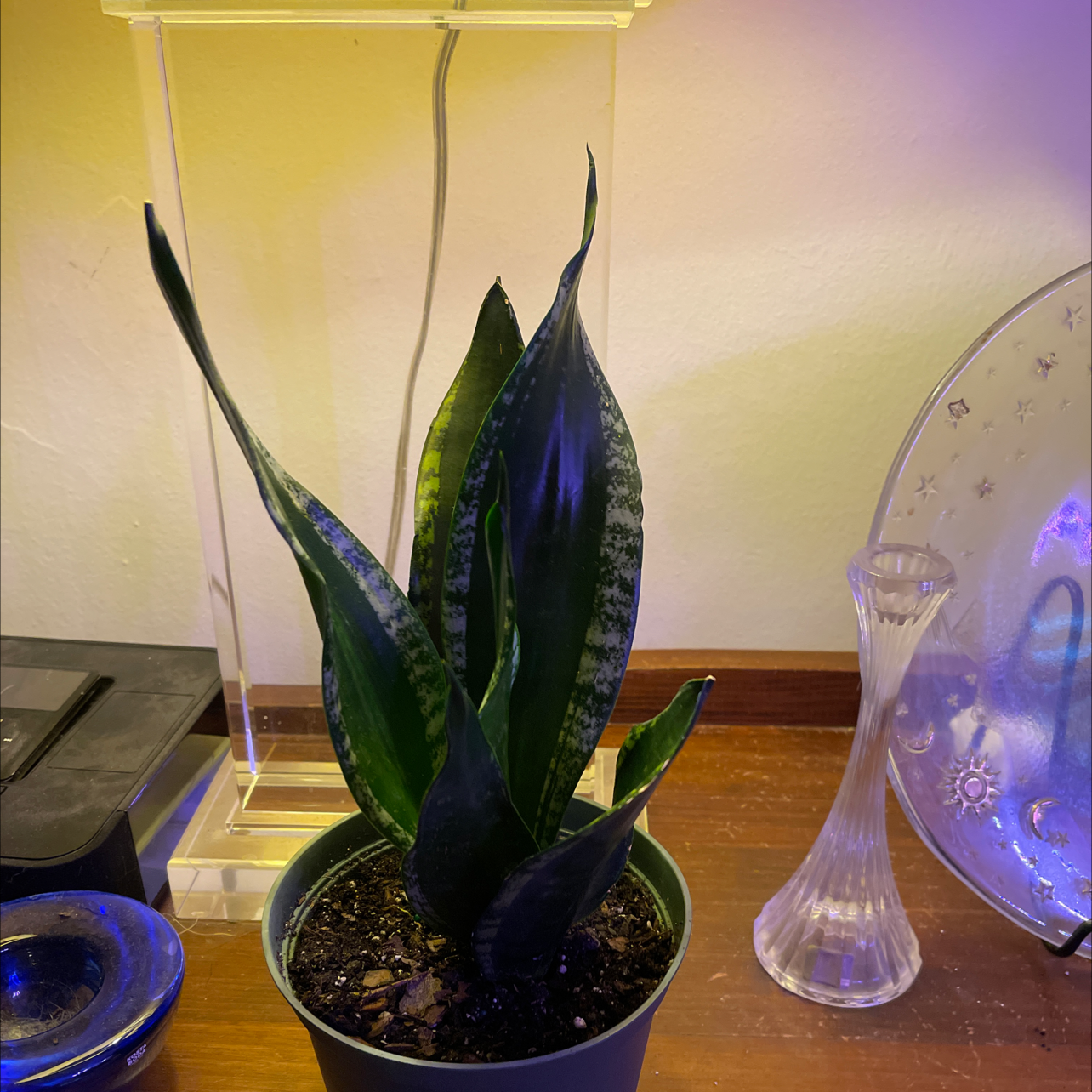 Whitney Sansevieria plant photo by @JuJuBeans named Edith on Greg, the plant care app.