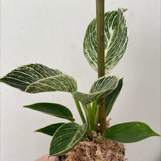Philodendron Birkin plant in Decatur, Georgia