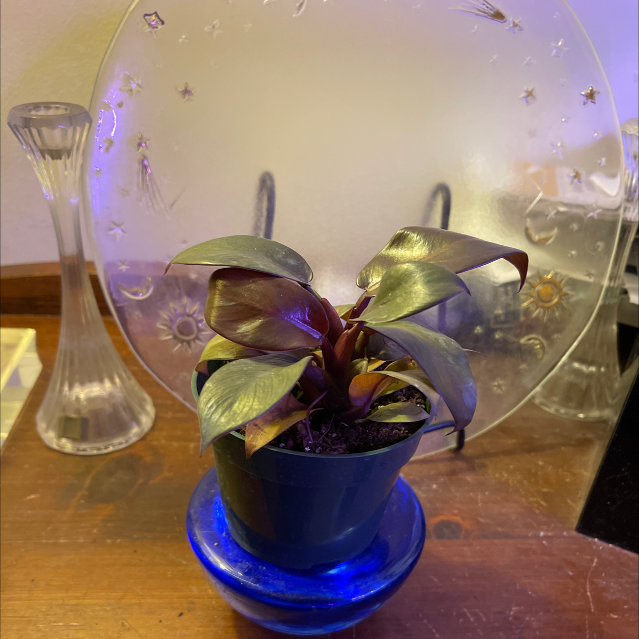 Philodendron 'Black Cardinal' plant in a pot on a blue saucer, with dark glossy leaves.