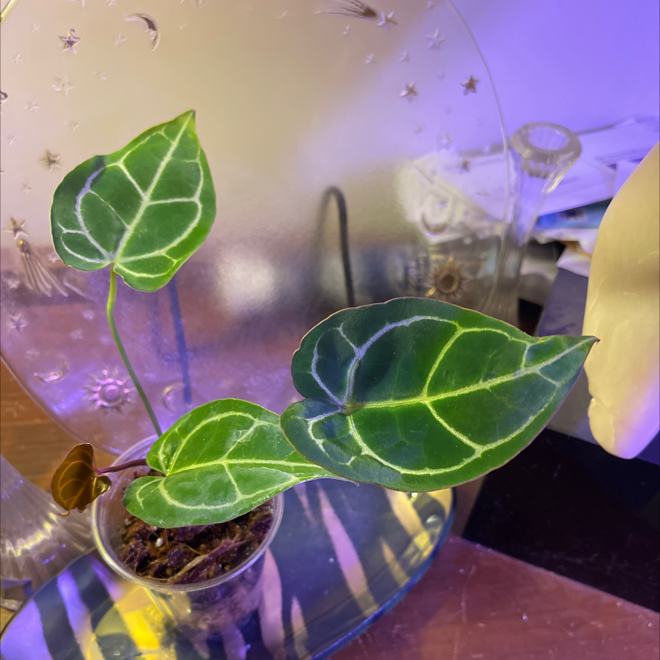 Anthurium crystallinum magnificum plant photo by @JuJuBeans named Sophie on Greg, the plant care app.