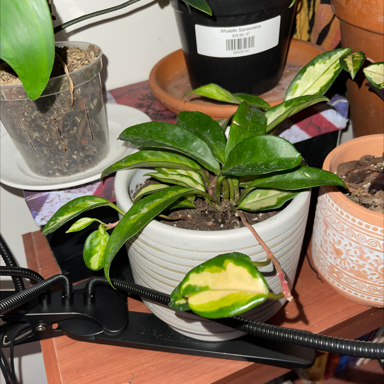 Krimson Princess Hoya plant photo by @JuJuBeans named Irulan on Greg, the plant care app.