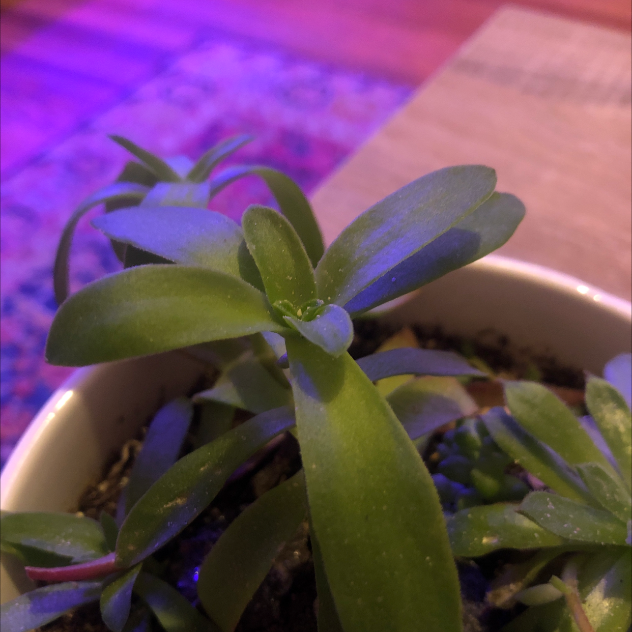 Healthy Red Pagoda succulent in a pot with visible soil and vibrant green leaves.