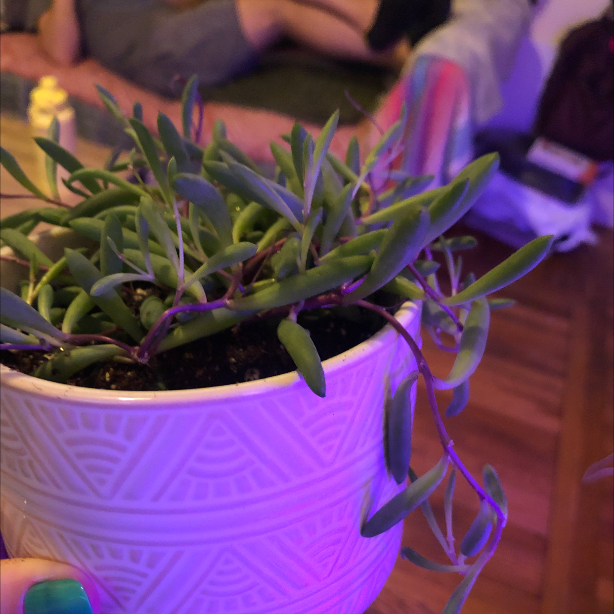 Potted String of Pickles plant held by a hand, with visible soil and healthy green leaves.
