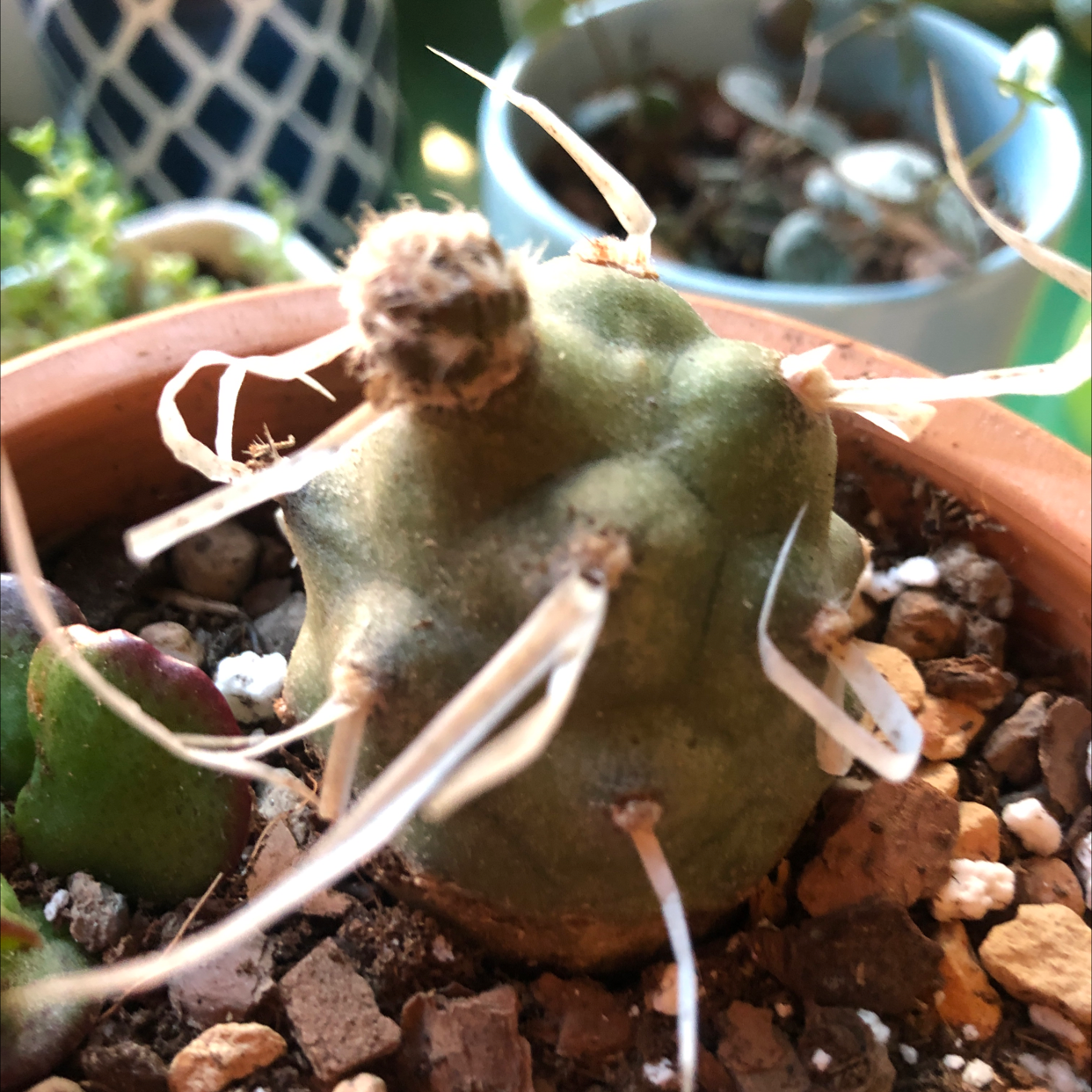 Blue Myrtle Cactus in a pot with visible soil and no signs of disease.
