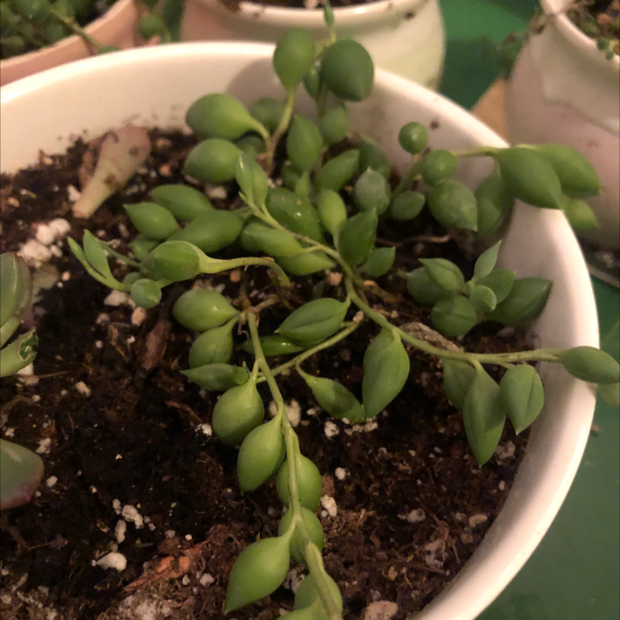 String of Watermelons plant in a white pot with visible soil and healthy green leaves.