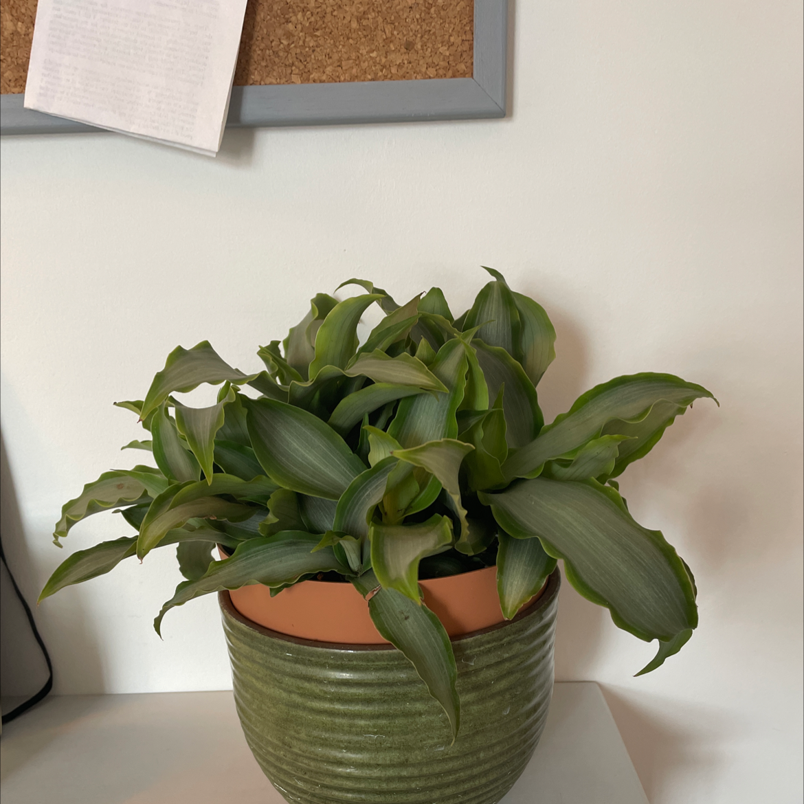 Potted Bright Star Murdannia plant with healthy green leaves in a green pot.