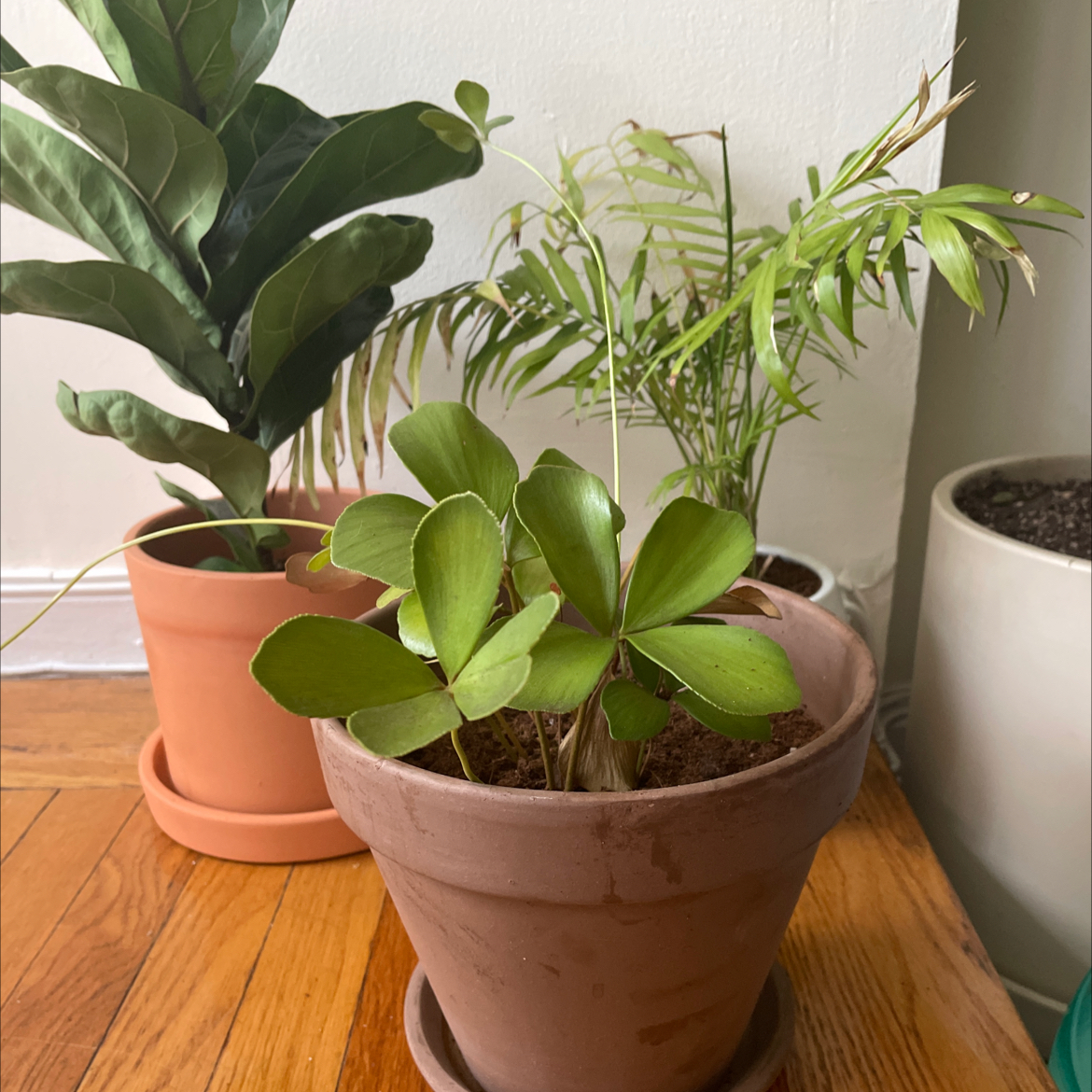 Photo of the plant species Cardboard Palm by @Jackiemoontubbs named Freebie on Greg, the plant care app