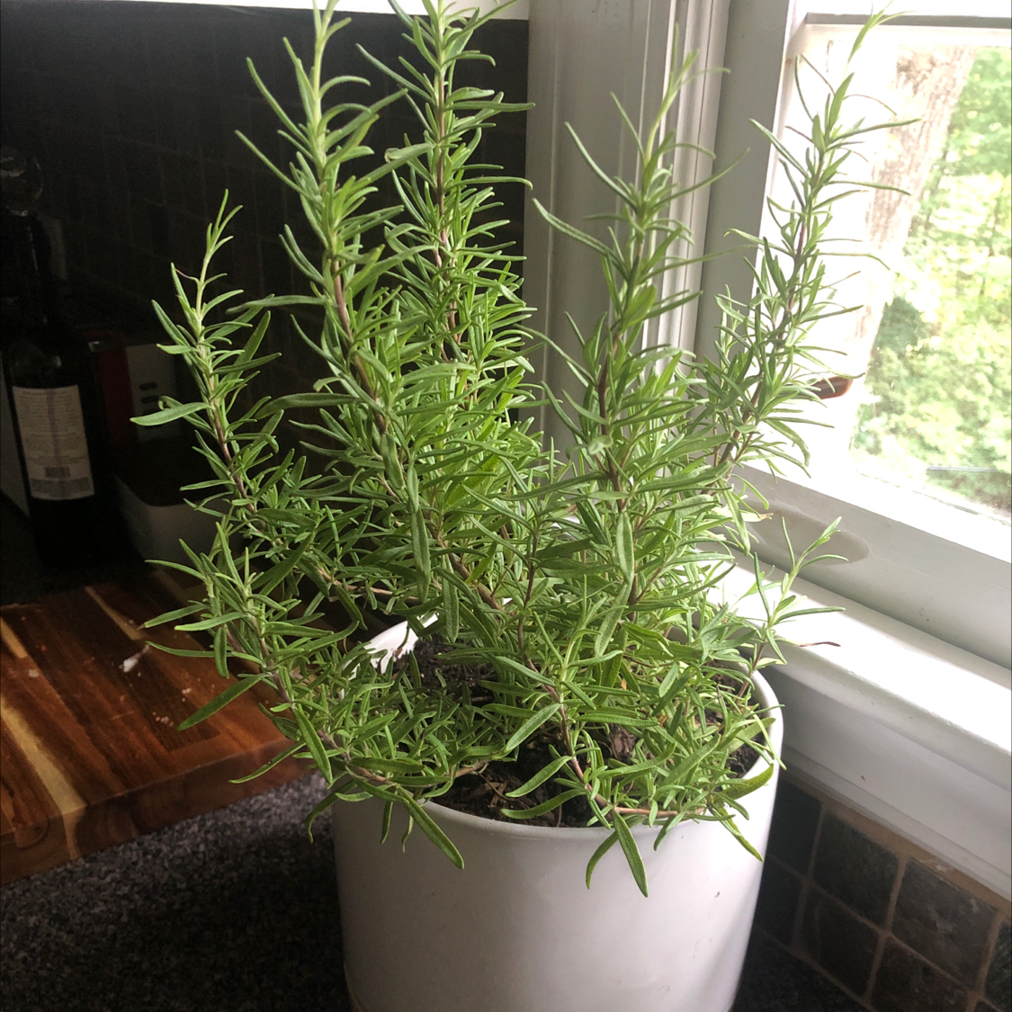 Rosemary plant photo by Pamela named Mary on Greg, the plant care app.