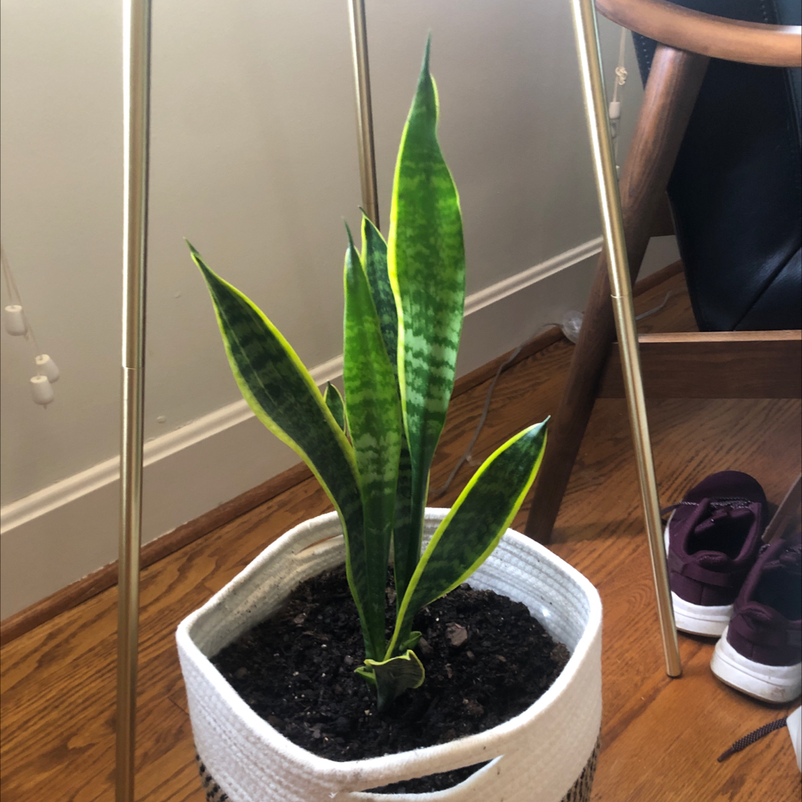 Snake Plant plant photo by Pamela named Snakie on Greg, the plant care app.