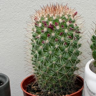 Spiny pincushion cactus plant in Somewhere on Earth