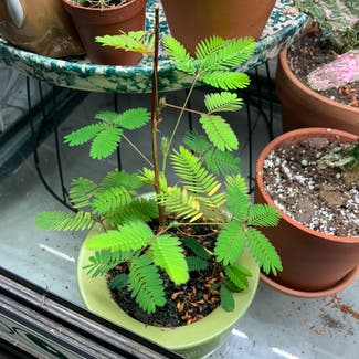 Sensitive Plant plant in Somewhere on Earth