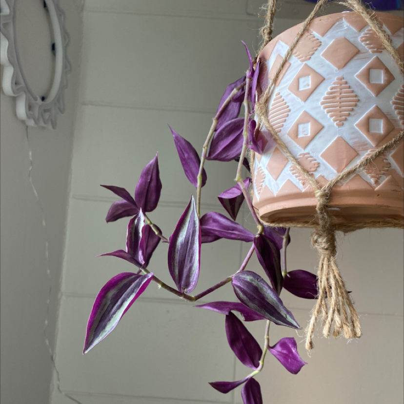 Photo of the plant species Wandering Dude 'Burgundy' by Emilene named ron burgundy on Greg, the plant care app