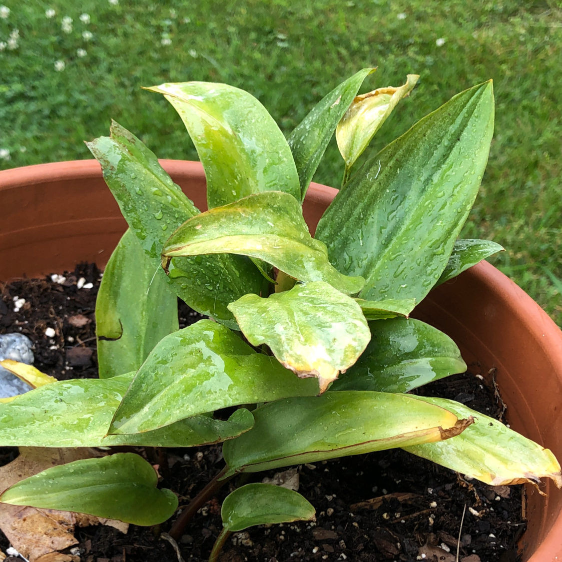 Healthy calla lily plant with lush green leaves in a terracotta pot, held by a human hand to showcase its beauty and vitality.