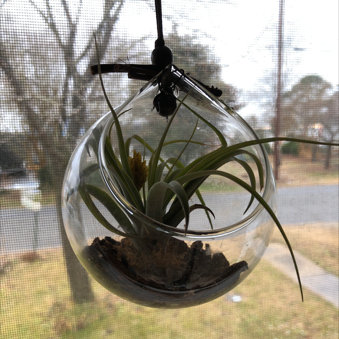 Photo of the plant species Giant Airplant by @PattiD named Breeze on Greg, the plant care app