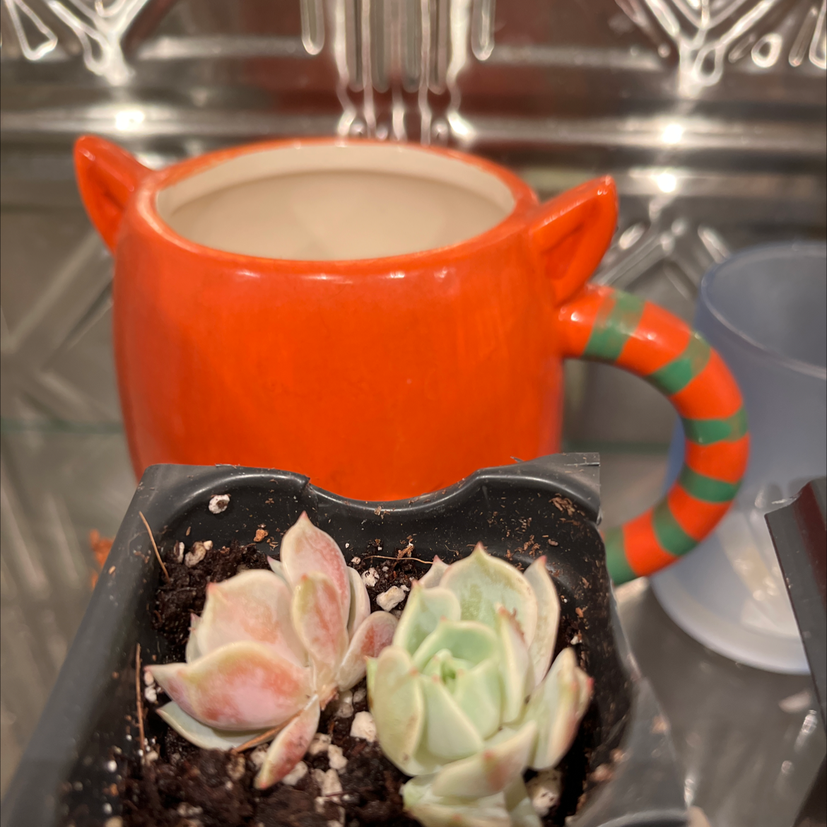 Pearl Echeveria succulent in a black pot with visible soil, next to a colorful ceramic mug.