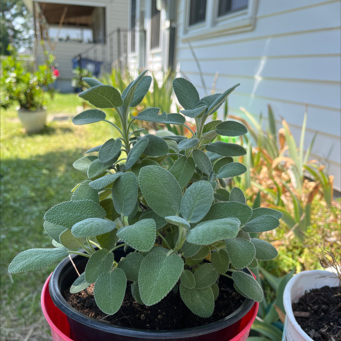 Healthy potted Common Sage plant with visible soil, well-framed and in focus.