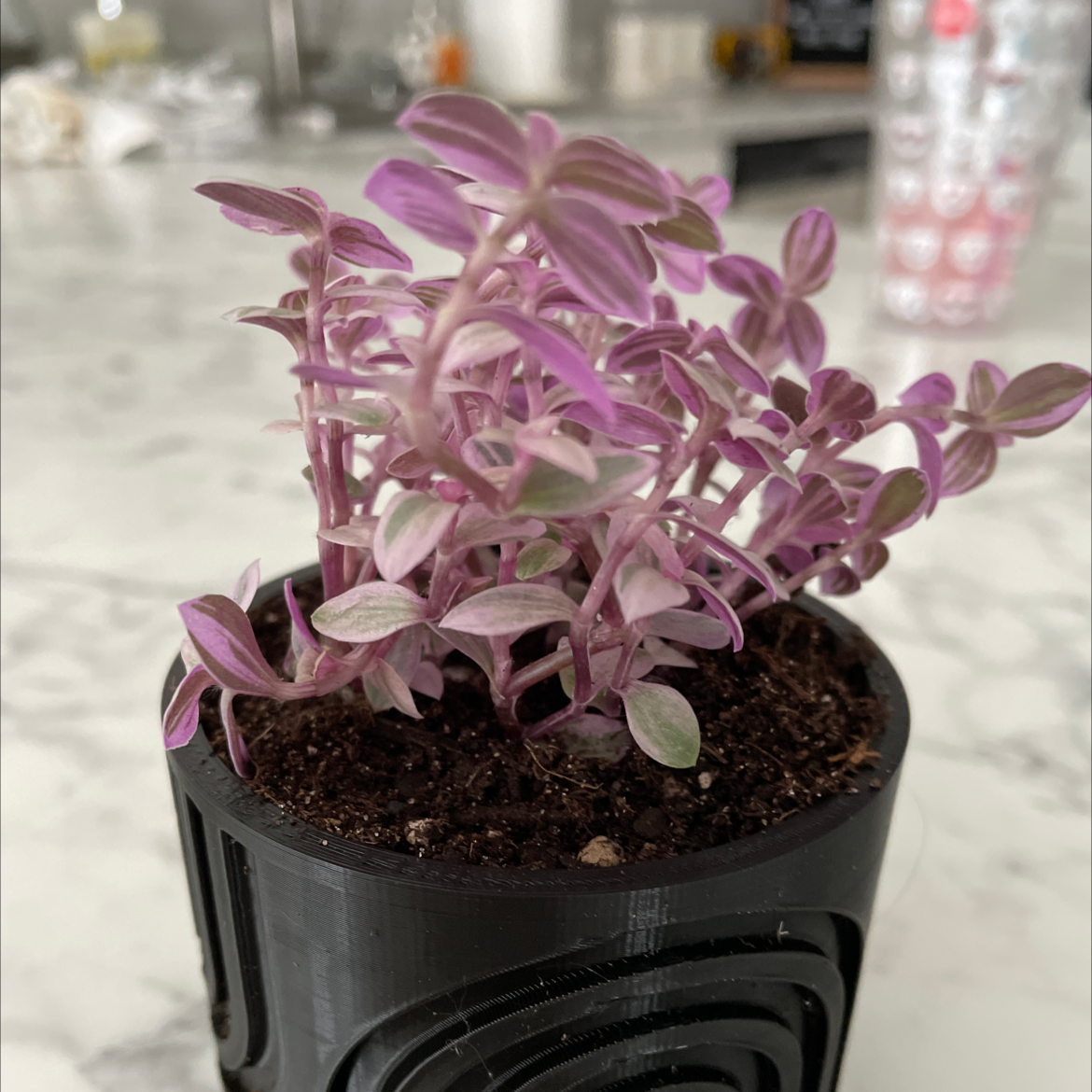 Callisia Pink Panther plant in a black pot with pink and green variegated leaves.