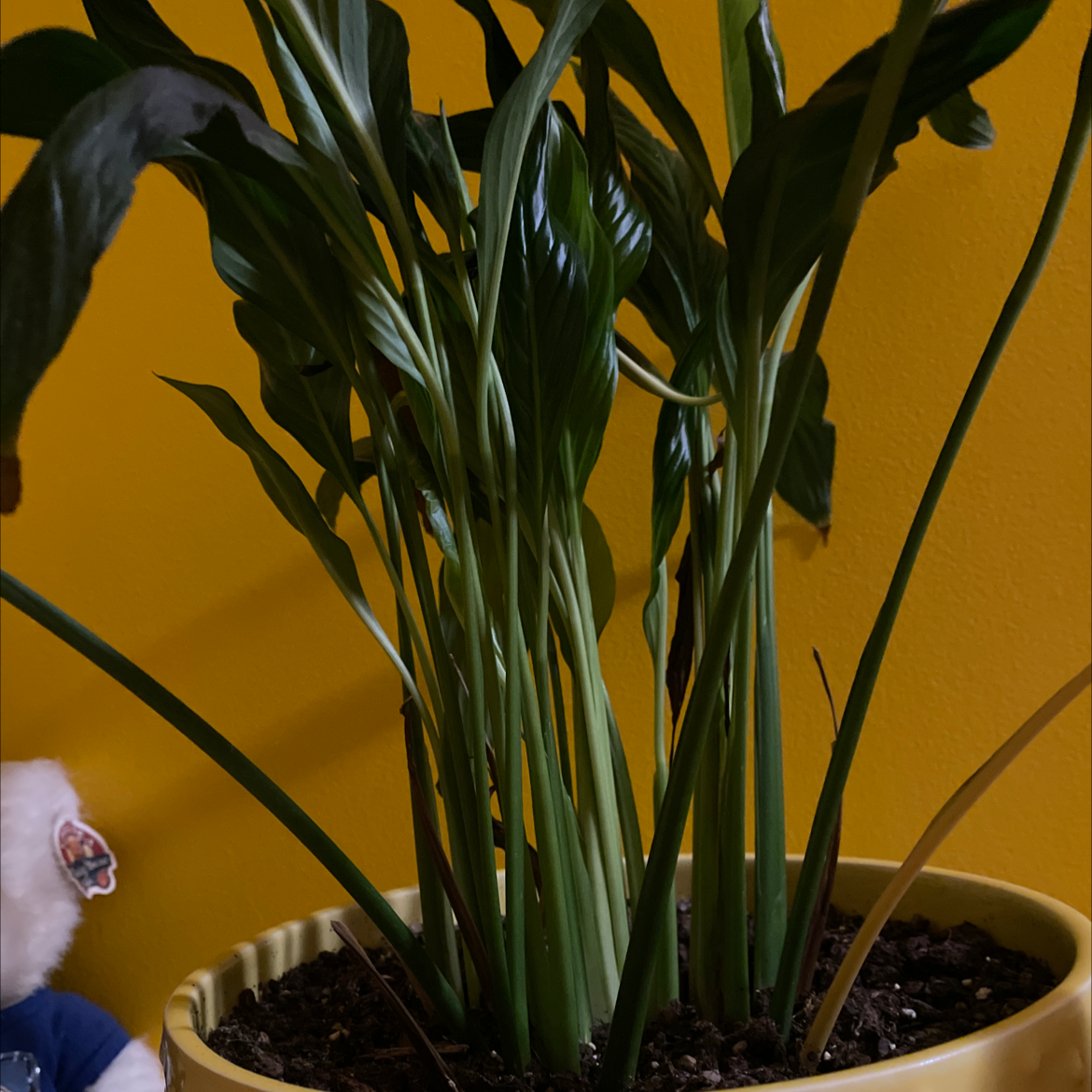 Peace Lily plant photo by Allison named Sunshine on Greg, the plant care app.