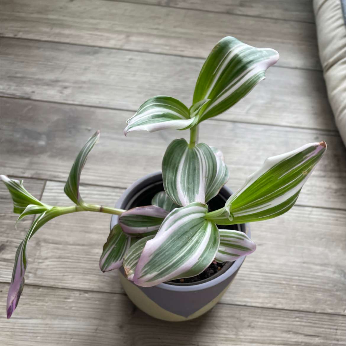 Tradescantia Nanouk plant in a pot with variegated green, white, and pink leaves.