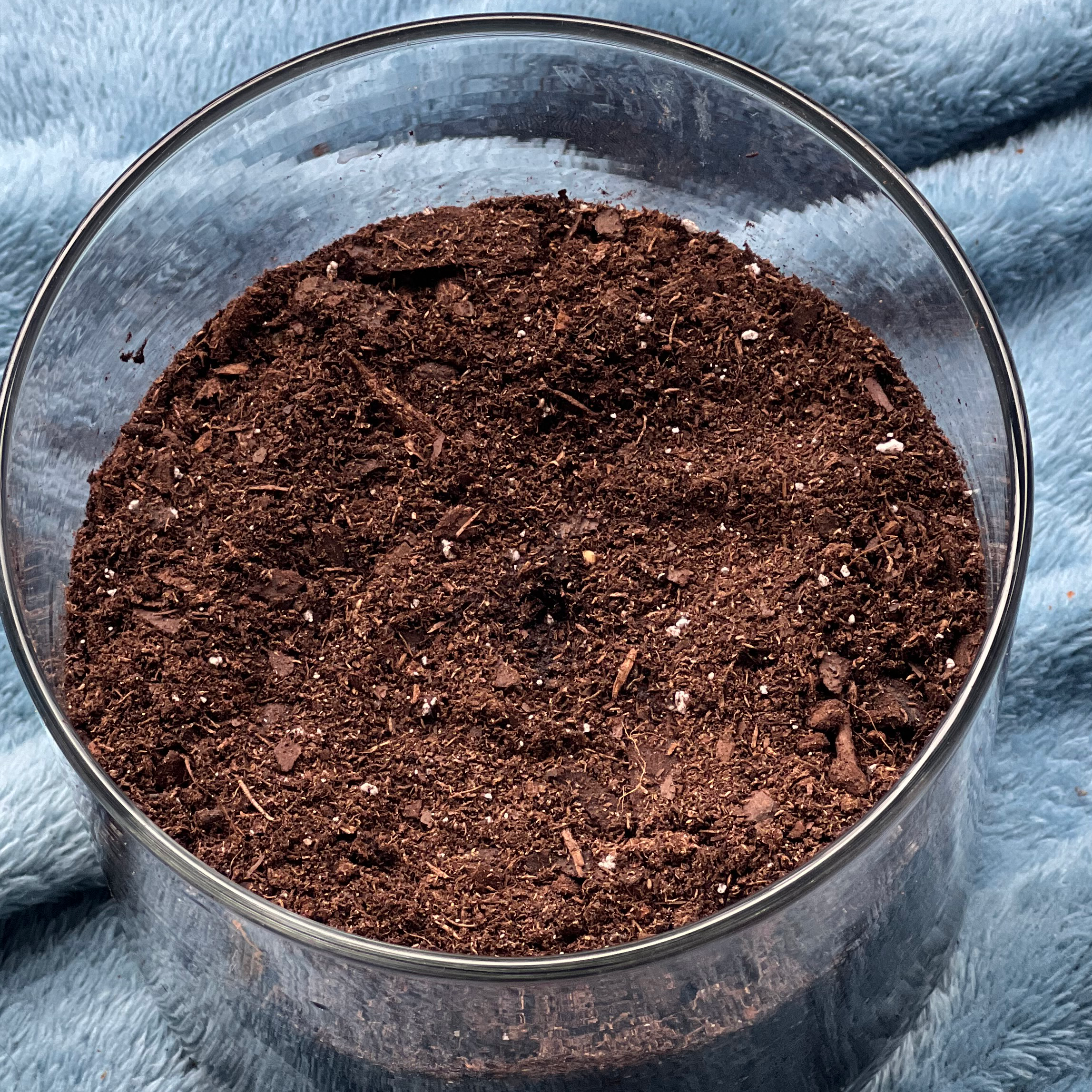 Photo of the plant species Ají dulce by Kareesha named Peppa on Greg, the plant care app