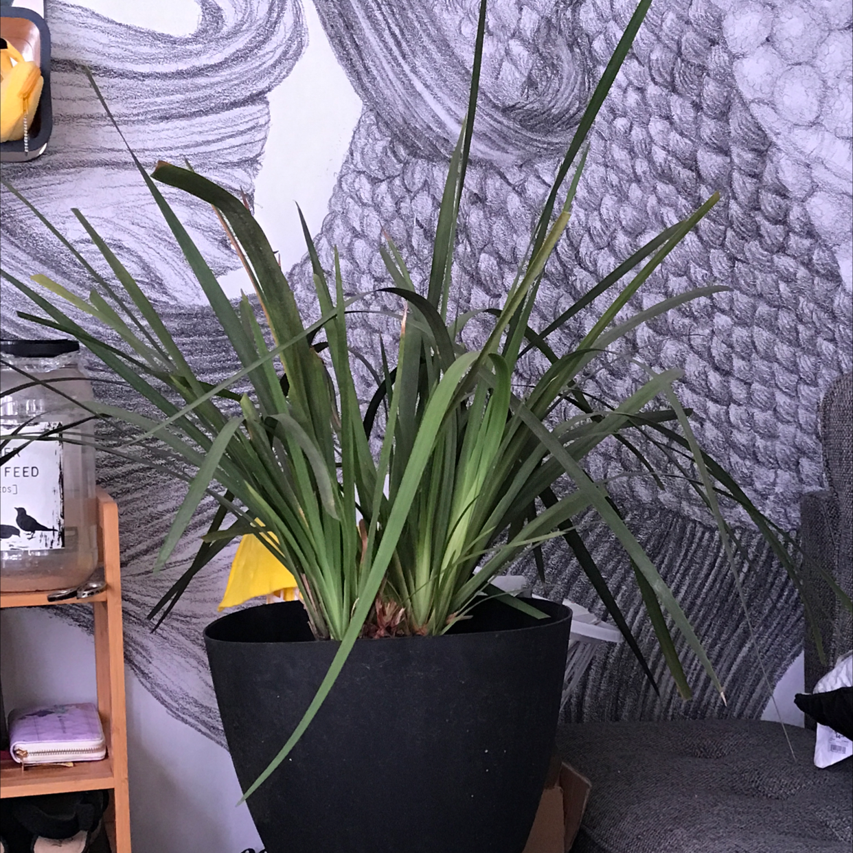 Photo of the plant species Cabbage Tree by @DebbiePauketat named Samantha on Greg, the plant care app