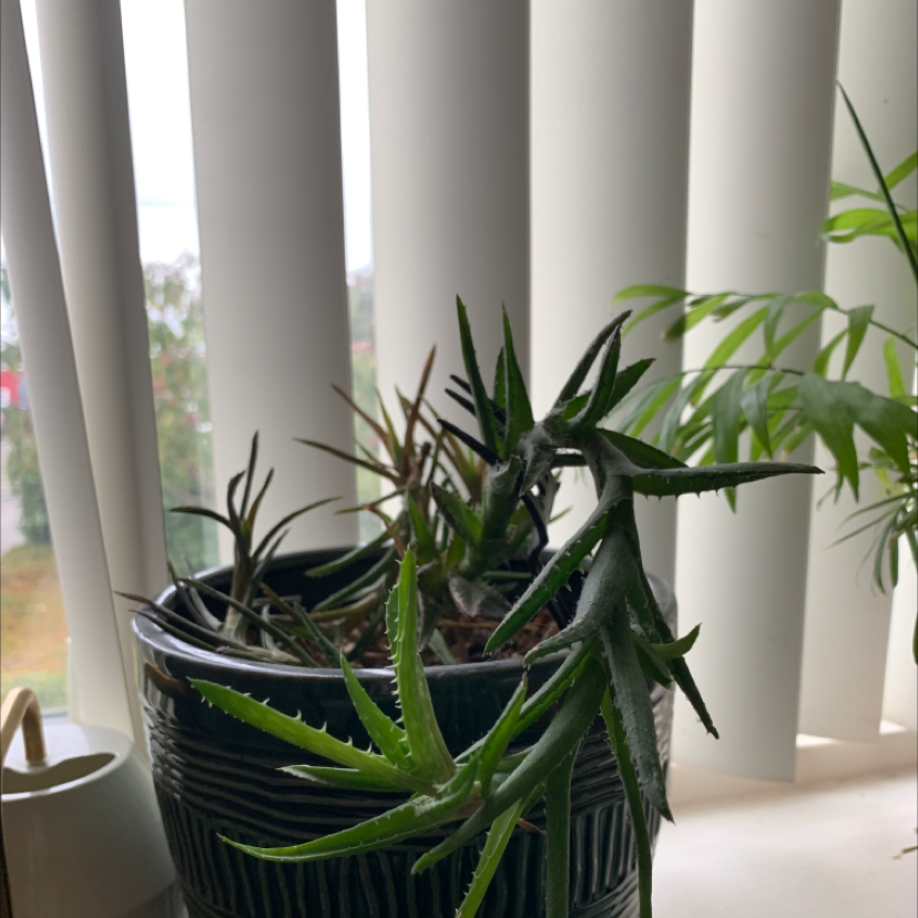 Tiger Tooth Aloe plant photo by @Ellahoward named Baxter on Greg, the plant care app.