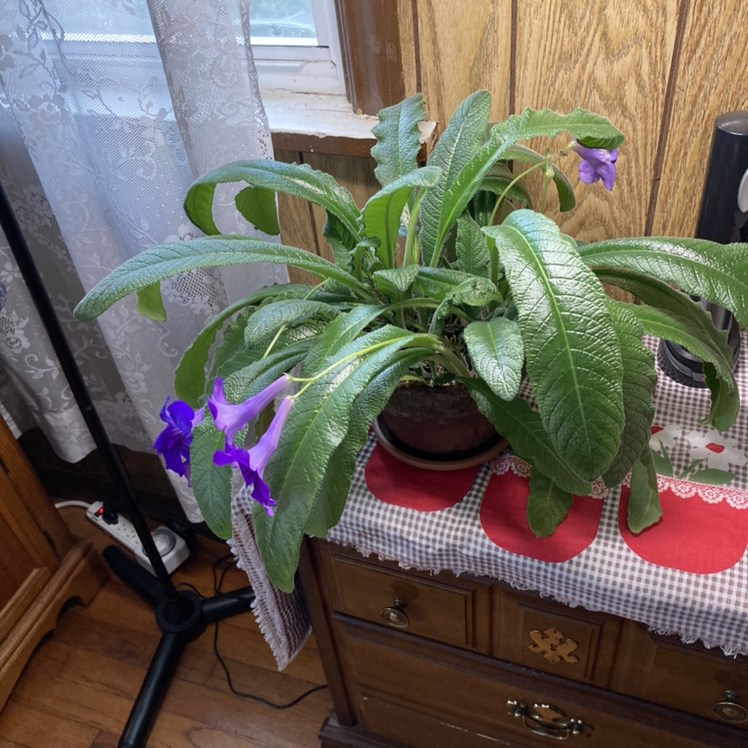 Cape Primrose plant with large green leaves and purple flowers in a pot on a table indoors.