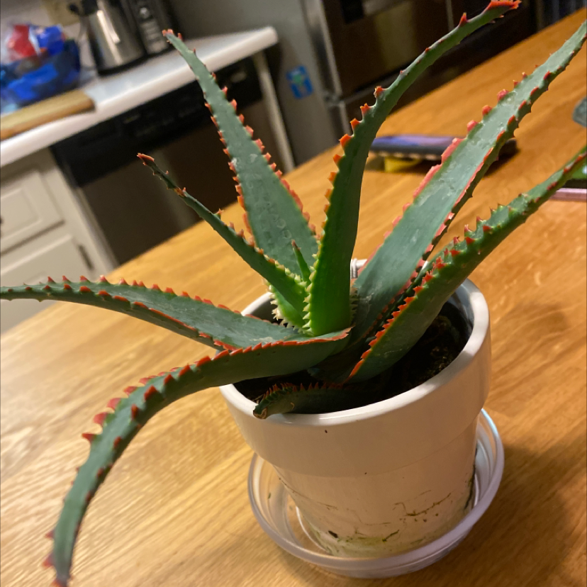 A healthy Aloe 'Swordfish' plant in a white pot with red-edged green leaves on a wooden surface.