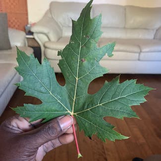 Silver Maple plant in Windsor, Ontario