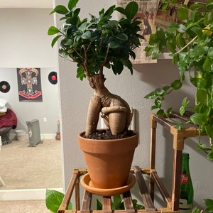 Ficus Microcarpa plant photo by Madi named Stub on Greg, the plant care app.