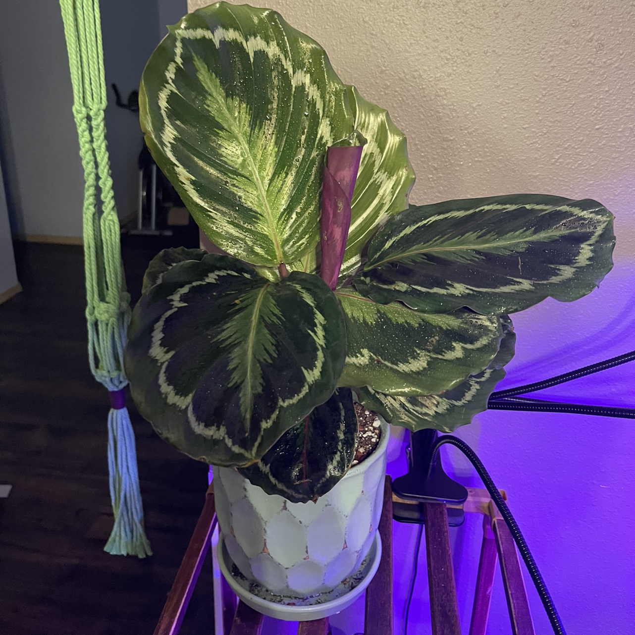Calathea 'Medallion' plant in a decorative pot with variegated leaves.