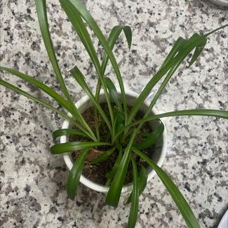 Spider Plant plant in Somewhere on Earth