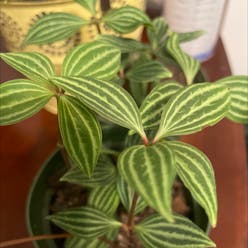 parallel peperomia plant