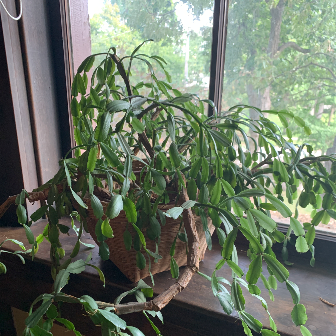 False Christmas Cactus plant photo by Sarah named Christmas on Greg, the plant care app.