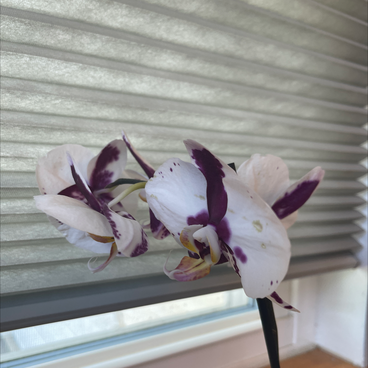 Phalaenopsis Orchid plant photo by Louie named Orchid of luthor on Greg, the plant care app.