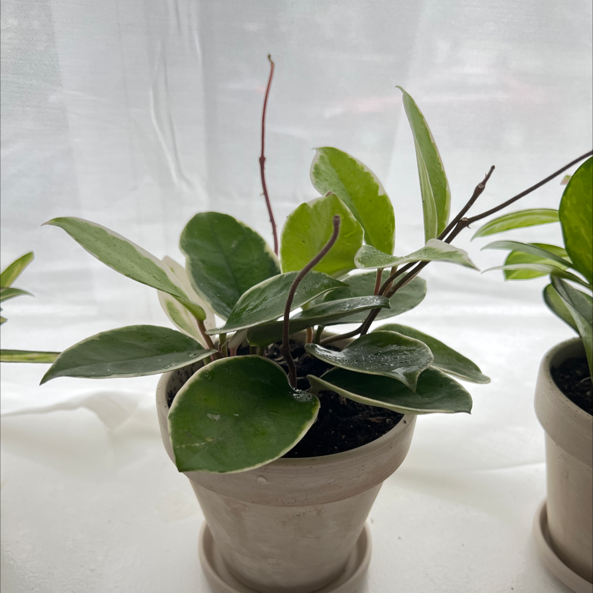 Photo of the plant species Hoya Krimson Queen by Danni named Lisa on Greg, the plant care app