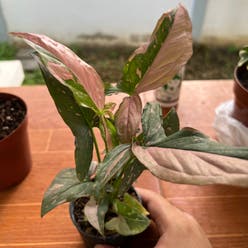 Pink Flecked Syngonium plant