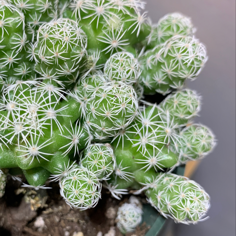 Close-up of a healthy Thimble Cactus with green stems and white spines.