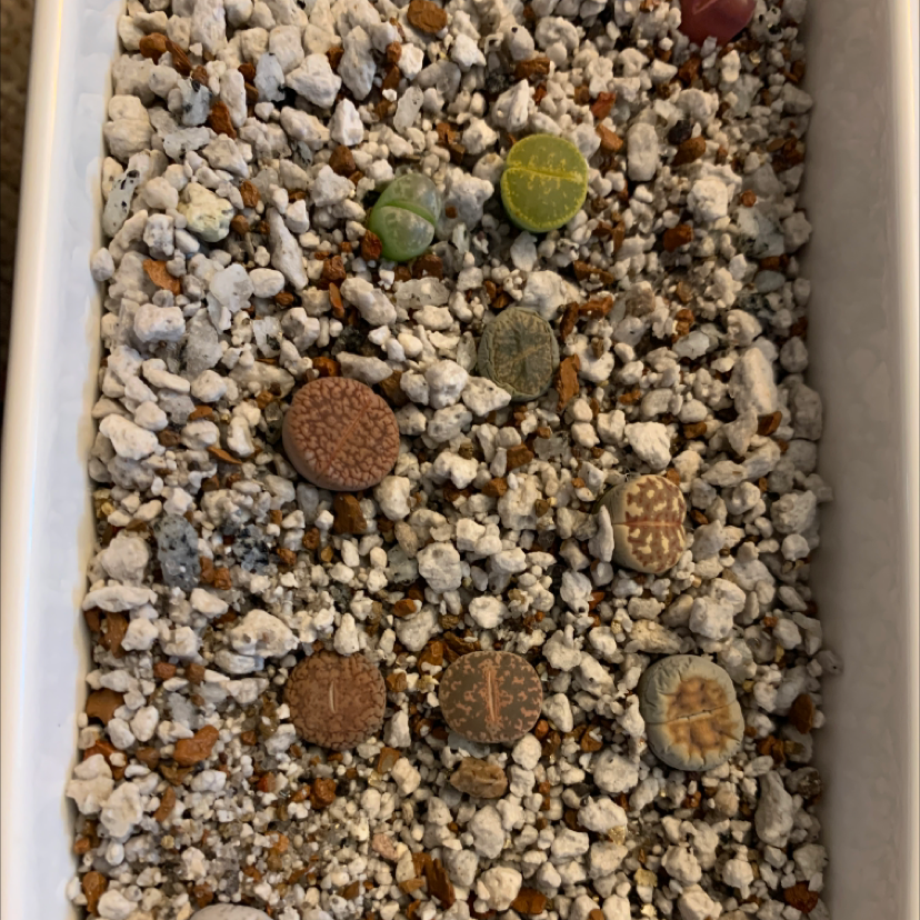 Photo of the plant species Living Stones by Dryope named The Lithops Commune on Greg, the plant care app