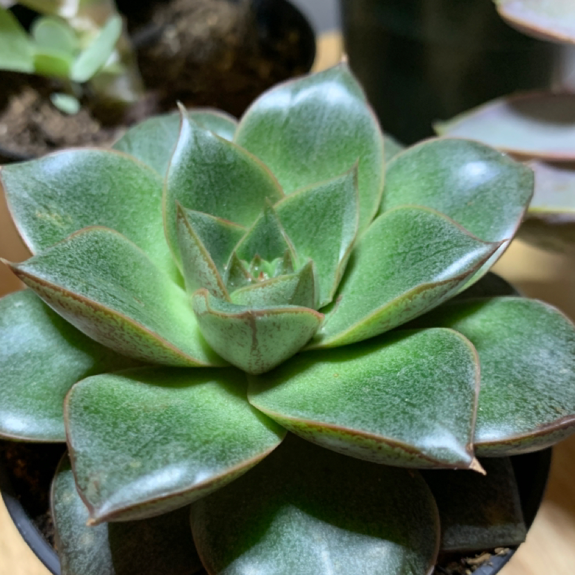 Photo of the plant species Echeveria purpusiorum by Dryope named Rosetta on Greg, the plant care app