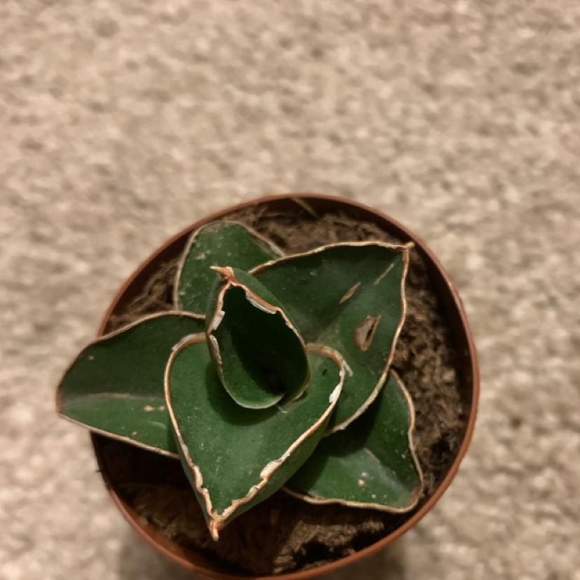Samurai Dwarf Snake Plant in a small pot with some browning on leaf edges.