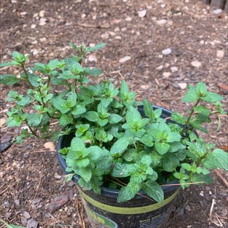 Peppermint plant in Reston, Virginia