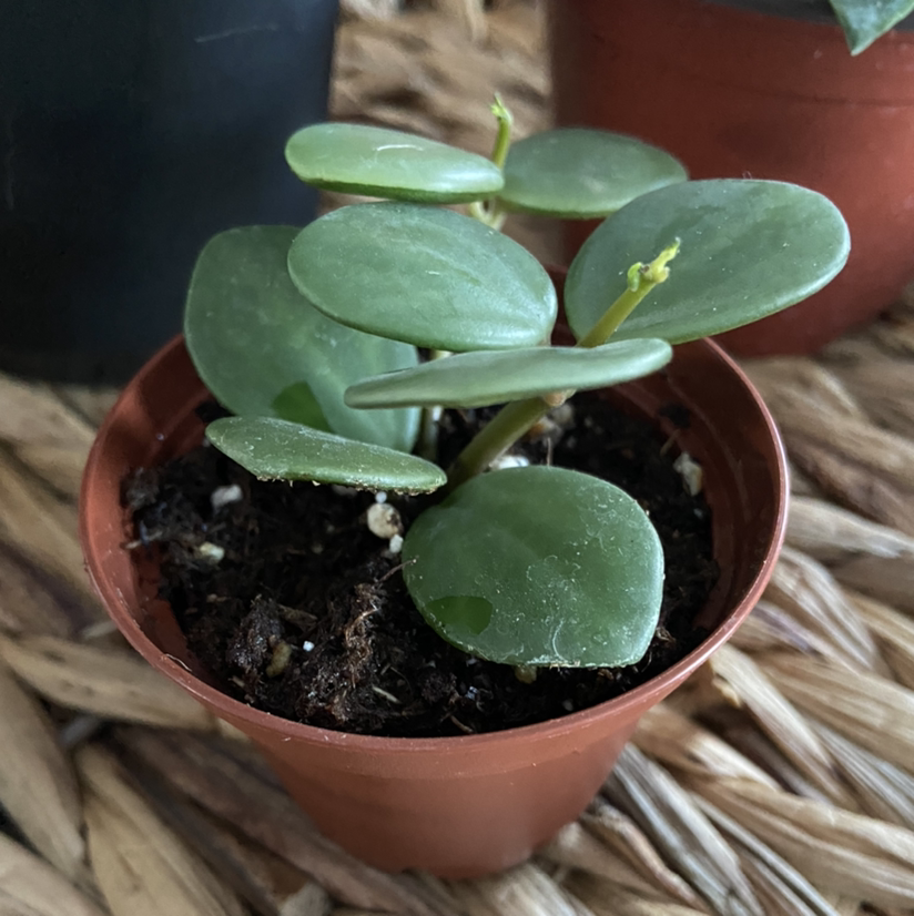Trailing Jade plant in a brown pot with healthy green leaves.