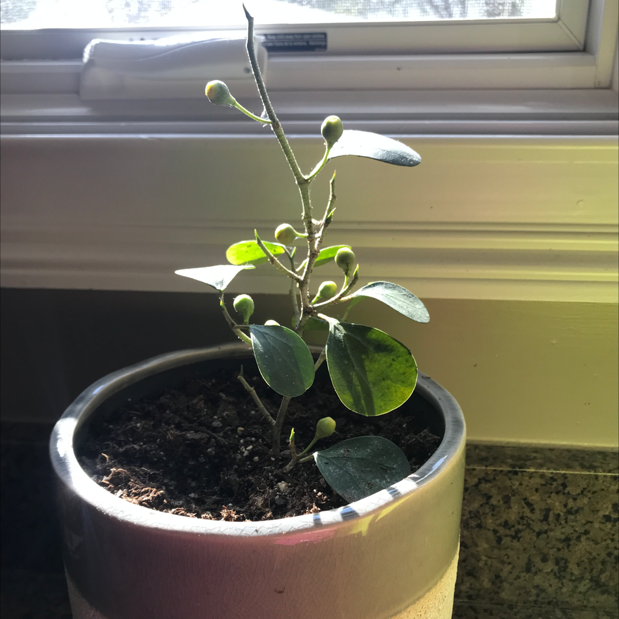 Mistletoe Fig plant photo by @MeghanBPhD named Mistletoe fig on Greg, the plant care app.