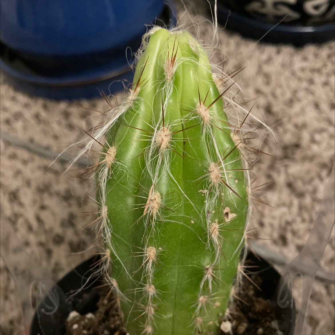 Scarlet Hedgehog Cactus with green stem and spines, soil visible.