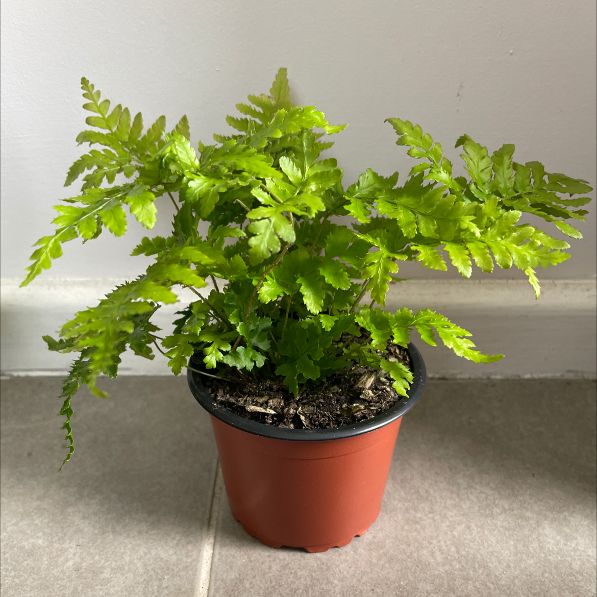 Healthy Black Spleenwort plant in a pot with vibrant green leaves.